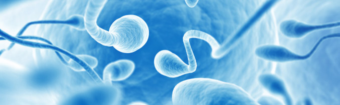 espermatozoides